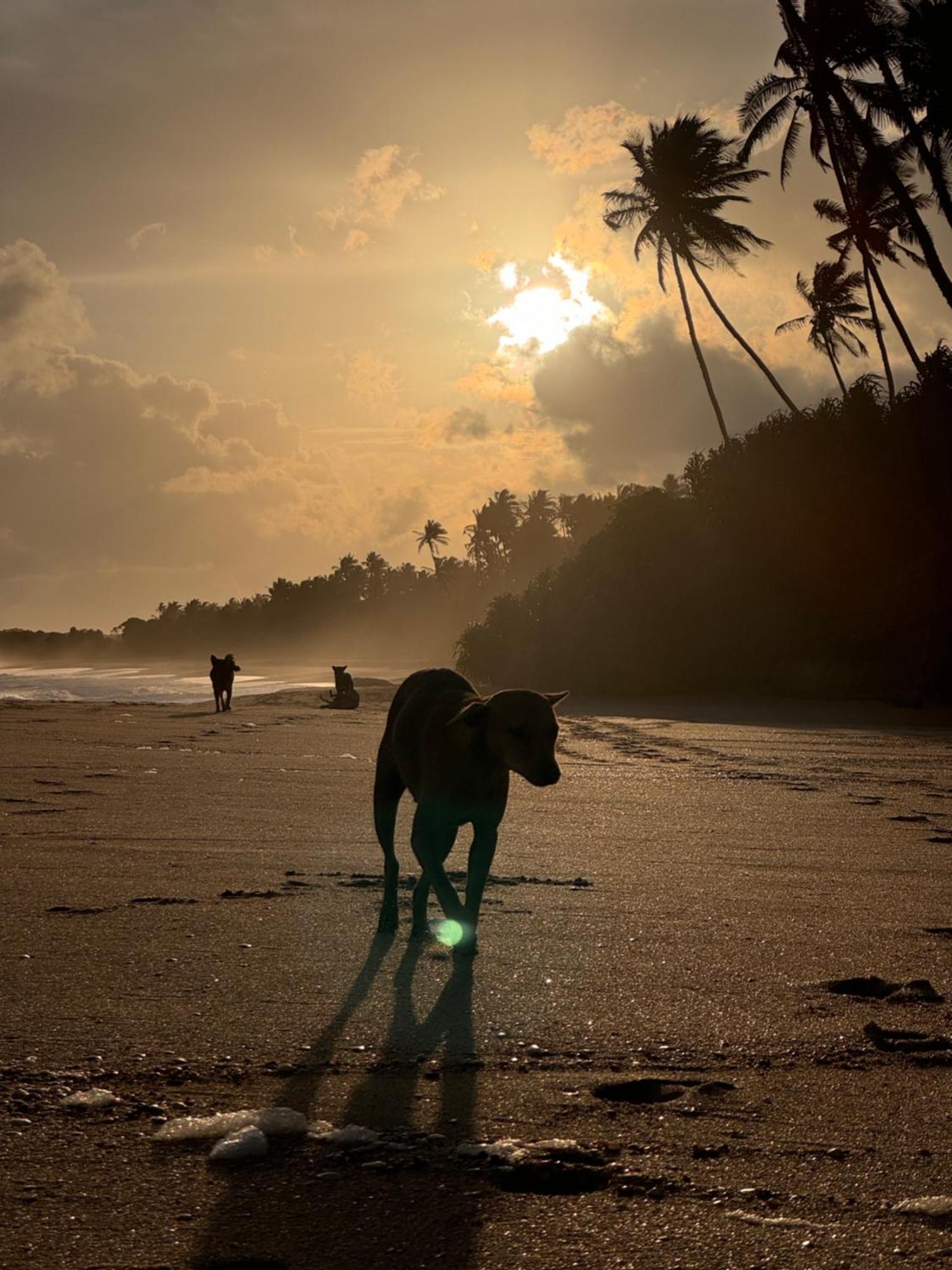 Maritime Nest Cabanas Tangalle Eksteriør bilde
